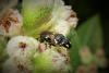 Hylaeus sp.